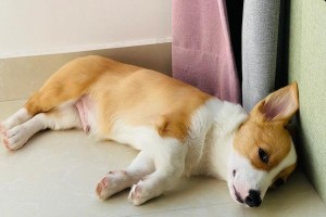 小狗扫地机的清扫效果如何？（评估小狗扫地机的功能及性能特点）